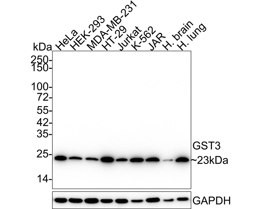 Western blot analysis of GST3 on A549 cell lysate. Proteins were transferred to a PVDF membrane and blocked with 5% BSA in PBS for 1 hour at room temperature. The primary antibody was used at a 1:500 dilution in 5% BSA at room temperature for 2 hours. Goat Anti-Mouse IgG - HRP Secondary Antibody (HA1006) at 1:5,000 dilution was used for 1 hour at room temperature.
