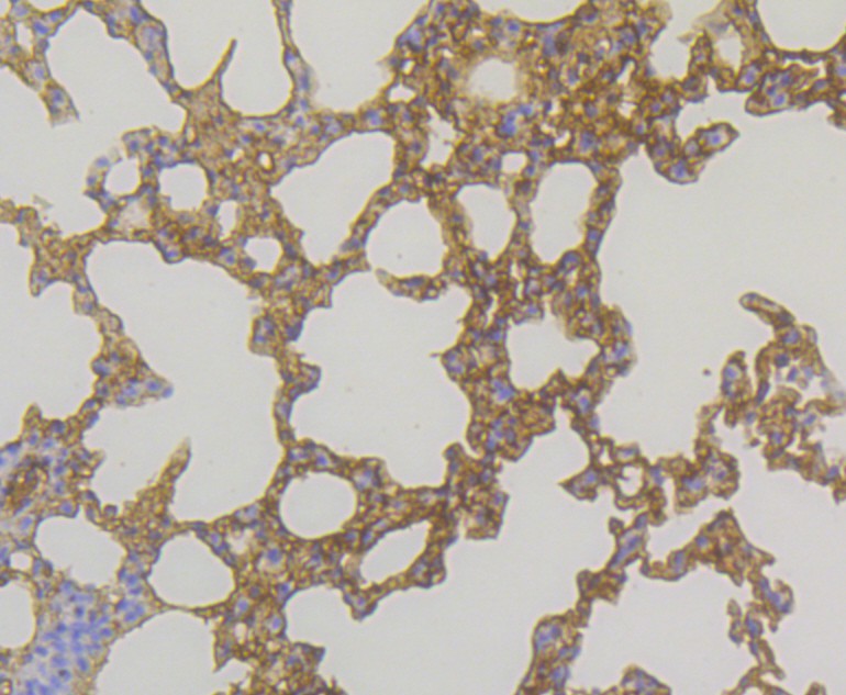 Immunohistochemical analysis of paraffin-embedded mouse lung tissue using anti-GST3 antibody. The section was pre-treated using heat mediated antigen retrieval with Tris-EDTA buffer (pH 8.0-8.4) for 20 minutes.The tissues were blocked in 5% BSA for 30 minutes at room temperature, washed with ddH2O and PBS, and then probed with the antibody (EM1801-18) at 1/200 dilution, for 30 minutes at room temperature and detected using an HRP conjugated compact polymer system. DAB was used as the chrogen. Counter stained with hematoxylin and mounted with DPX.
