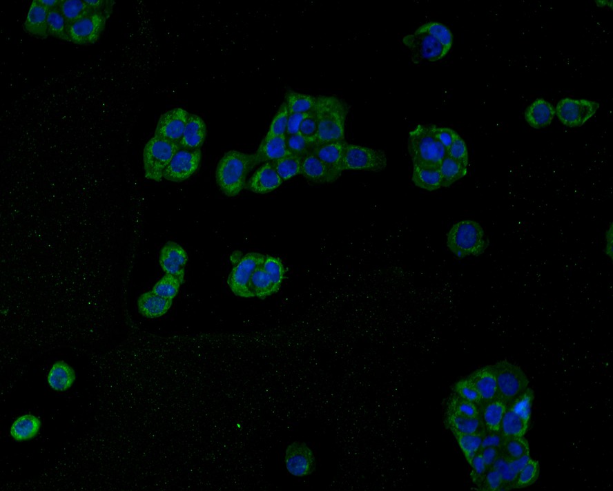 Immunocytochemistry analysis of A431 cells labeling Stathmin 1 with Mouse anti-Stathmin 1 antibody (EM1801-19) at 1/50 dilution.<br />
<br />
Cells were fixed in 4% paraformaldehyde for 30 minutes, permeabilized with 0.1% Triton X-100 in PBS for 15 minutes, and then blocked with 2% BSA for 30 minutes at room temperature. Cells were then incubated with Mouse anti-Stathmin 1 antibody (EM1801-19) at 1/50 dilution in 2% BSA overnight at 4 ℃. Goat Anti-Mouse IgG H&L (iFluor™ 488, HA1125) was used as the secondary antibody at 1/1,000 dilution. Nuclear DNA was labelled in blue with DAPI.
