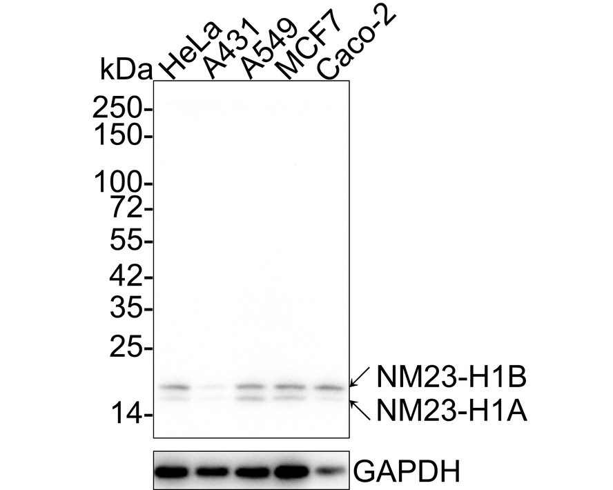 Western blot analysis of NM23 on MCF-7 cell lysate. Proteins were transferred to a PVDF membrane and blocked with 5% BSA in PBS for 1 hour at room temperature. The primary antibody was used at a 1/500 dilution in 5% BSA at room temperature for 2 hours. Goat Anti-Mouse IgG - HRP Secondary Antibody (HA1006) at 1:5,000 dilution was used for 1 hour at room temperature.