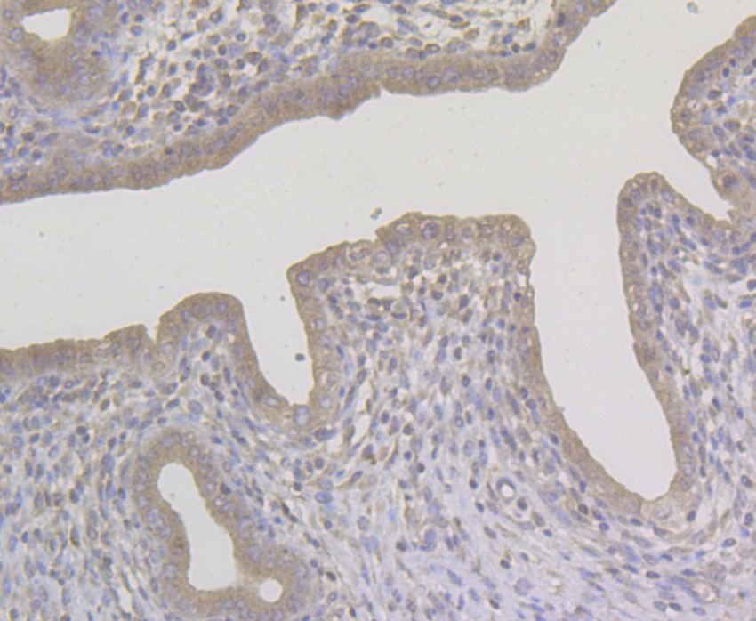 Immunohistochemical analysis of paraffin-embedded rat uterus tissue using anti-NQO1 antibody. The section was pre-treated using heat mediated antigen retrieval with Tris-EDTA buffer (pH 8.0-8.4) for 20 minutes.The tissues were blocked in 5% BSA for 30 minutes at room temperature, washed with ddH2O and PBS, and then probed with the antibody (EM1801-21) at 1/50 dilution, for 30 minutes at room temperature and detected using an HRP conjugated compact polymer system. DAB was used as the chromogen. Counter stained with hematoxylin and mounted with DPX.