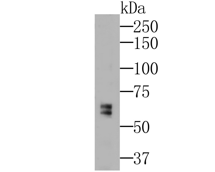 Western blot analysis of MMP-9 on MCF-7 cell lysate. Proteins were transferred to a PVDF membrane and blocked with 5% BSA in PBS for 1 hour at room temperature. The primary antibody was used at a 1:500 dilution in 5% BSA at room temperature for 2 hours. Goat Anti-Mouse IgG - HRP Secondary Antibody (HA1006) at 1:5,000 dilution was used for 1 hour at room temperature.