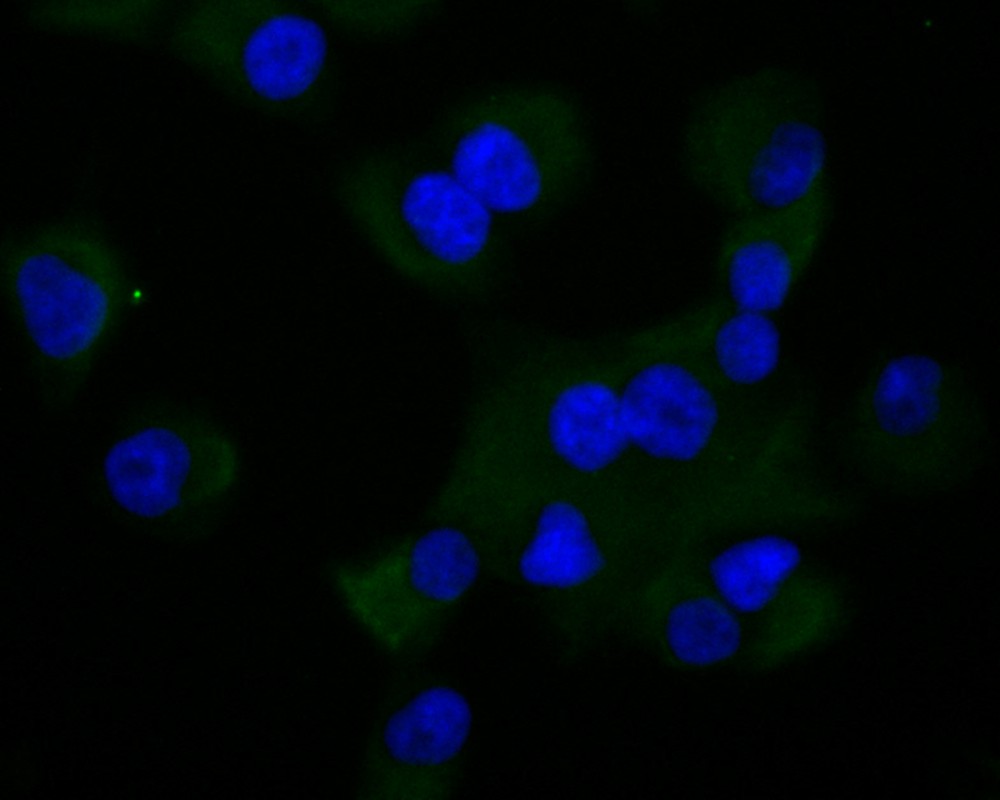 ICC staining MMP9 in PANC-1 cells (green). Formalin fixed cells were permeabilized with 0.1% Triton X-100 in TBS for 10 minutes at room temperature and blocked with 1% Blocker BSA for 15 minutes at room temperature. Cells were probed with MMP9 antibody at a dilution of 1/100 for 1 hour at room temperature, washed with PBS. Alexa Fluor™ 488 Goat anti-Mouse IgG was used as the secondary antibody at 1/100 dilution. The nuclear counter stain is DAPI (blue).
