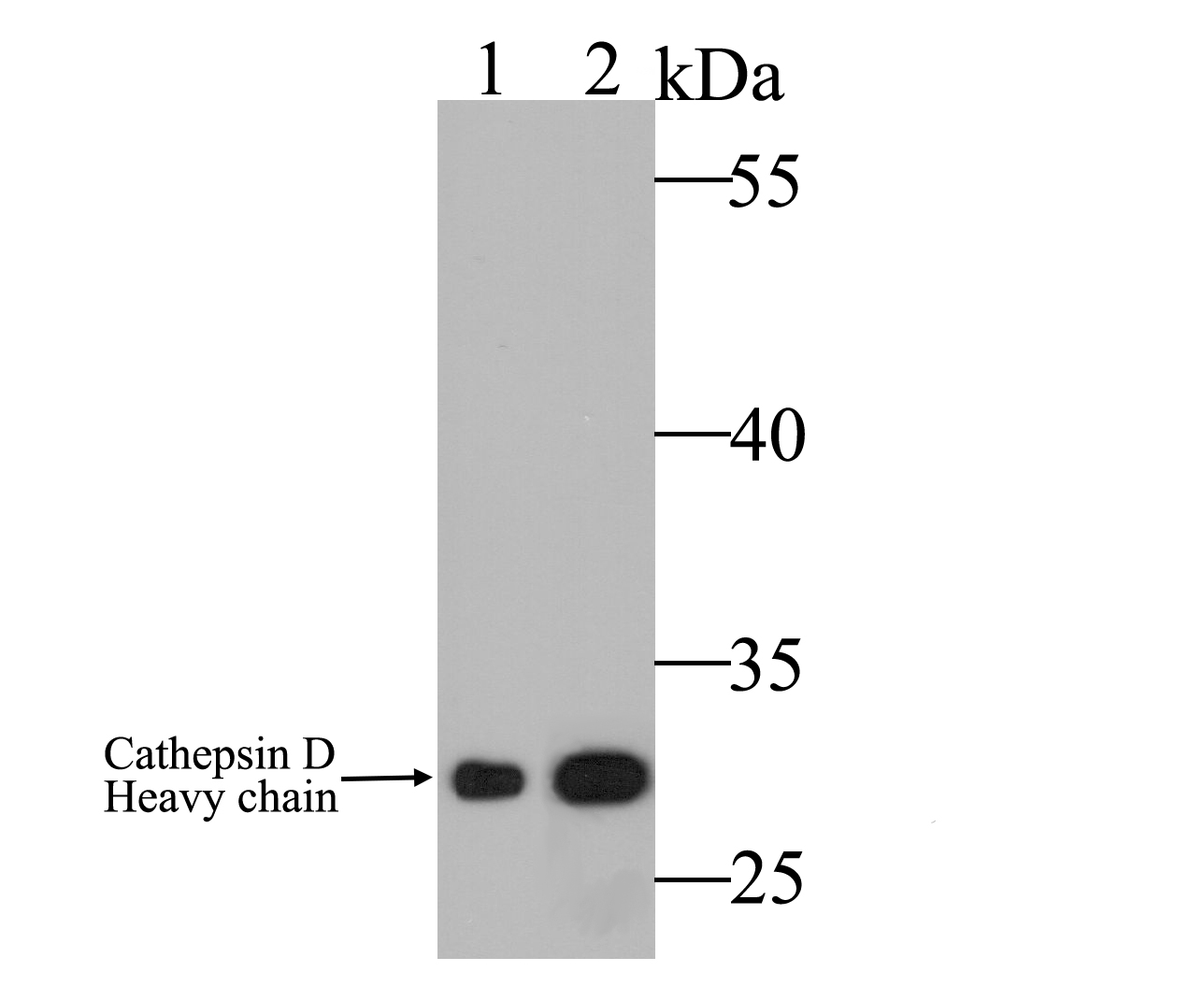 Western blot analysis of Cathepsin D on different lysates. Proteins were transferred to a PVDF membrane and blocked with 5% BSA in PBS for 1 hour at room temperature. The primary antibody was used at a 1:500 dilution in 5% BSA at room temperature for 2 hours. Goat Anti-Mouse IgG - HRP Secondary Antibody (HA1006) at 1:5,000 dilution was used for 1 hour at room temperature.<br />
Positive control: <br />
Lane 1: SK-BR-3 cell lysate<br />
Lane 2: MCF-7 cell lysate