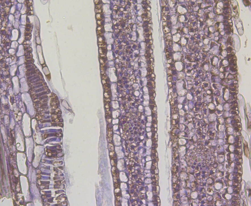 Immunohistochemical analysis of paraffin-embedded leafbud using anti-Auxin response factor antibody. The section was pre-treated using heat mediated antigen retrieval with Tris-EDTA buffer (pH 8.0-8.4) for 20 minutes.The tissues were blocked in 5% BSA for 30 minutes at room temperature, washed with ddH2O and PBS, and then probed with the antibody (EM1901-05) at 1/50 dilution, for 30 minutes at room temperature and detected using an HRP conjugated compact polymer system. DAB was used as the chromogen. Counter stained with hematoxylin and mounted with DPX.