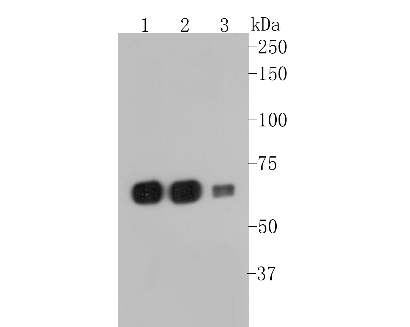 Western blot analysis of SERPINC1 on different lysates. Proteins were transferred to a PVDF membrane and blocked with 5% BSA in PBS for 1 hour at room temperature. The primary antibody (EM1901-10, 1/500) was used in 5% BSA at room temperature for 2 hours. Goat Anti-Mouse IgG - HRP Secondary Antibody (HA1006) at 1:5,000 dilution was used for 1 hour at room temperature.<br />
Positive control: <br />
Lane 1: HL-60 cell lysate<br />
Lane 2: HepG2 cell lysate<br />
Lane 3: SiHa cell lysate