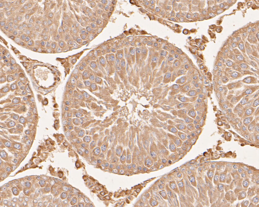 Immunohistochemical analysis of paraffin-embedded rat testis tissue using anti-SERPINC1 antibody. The section was pre-treated using heat mediated antigen retrieval with Tris-EDTA buffer (pH 8.0-8.4) for 20 minutes.The tissues were blocked in 5% BSA for 30 minutes at room temperature, washed with ddH2O and PBS, and then probed with the primary antibody (EM1901-10, 1/50) for 30 minutes at room temperature. The detection was performed using an HRP conjugated compact polymer system. DAB was used as the chromogen. Tissues were counterstained with hematoxylin and mounted with DPX.