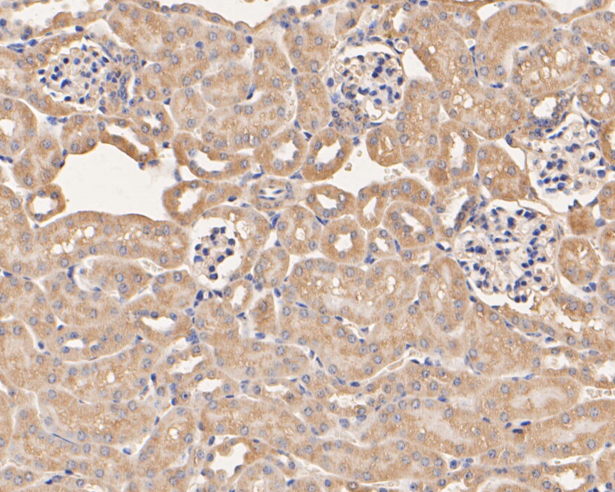 Immunohistochemical analysis of paraffin-embedded mouse kidney tissue using anti-SERPINC1 antibody. The section was pre-treated using heat mediated antigen retrieval with Tris-EDTA buffer (pH 8.0-8.4) for 20 minutes.The tissues were blocked in 5% BSA for 30 minutes at room temperature, washed with ddH2O and PBS, and then probed with the primary antibody (EM1901-10, 1/50) for 30 minutes at room temperature. The detection was performed using an HRP conjugated compact polymer system. DAB was used as the chromogen. Tissues were counterstained with hematoxylin and mounted with DPX.