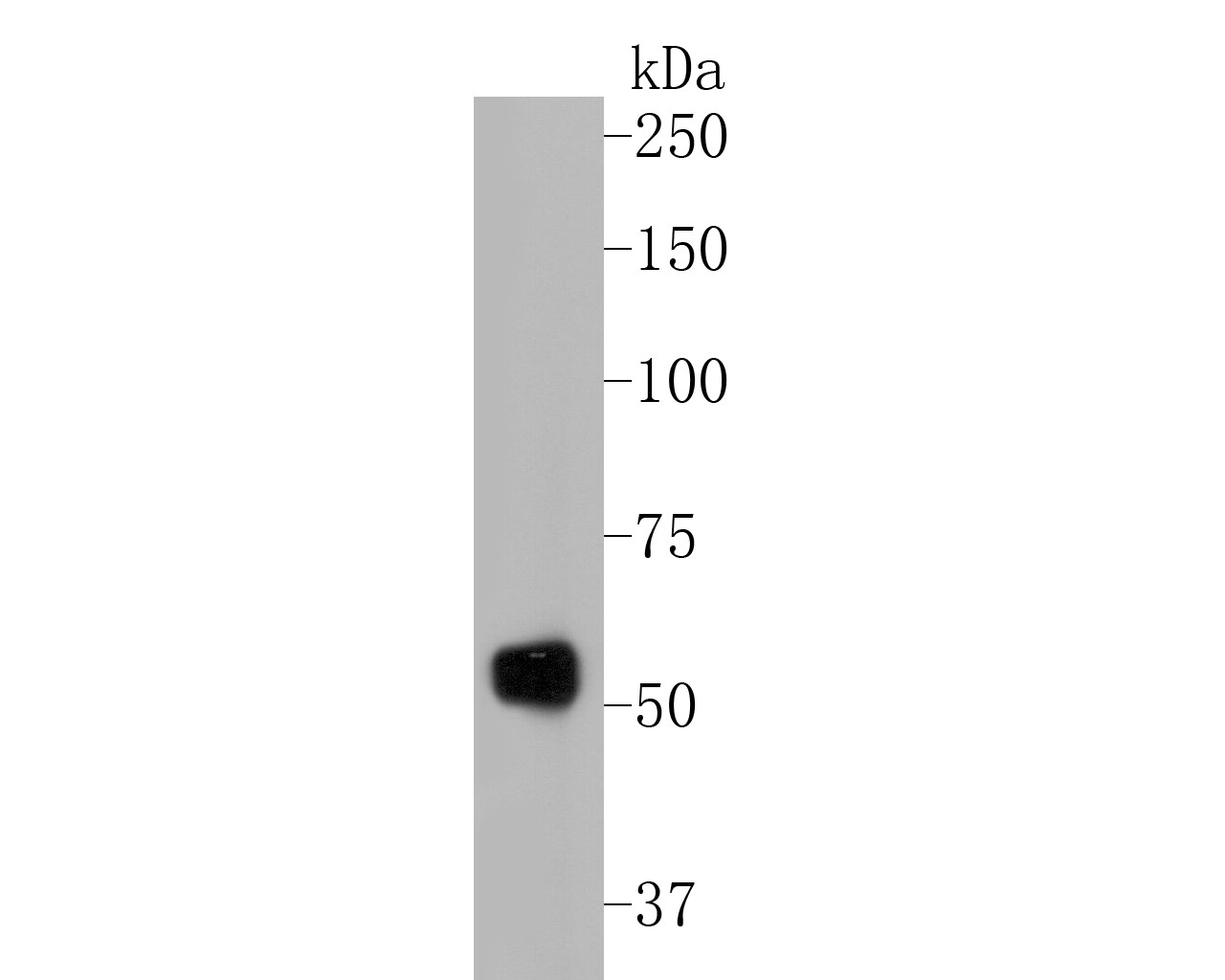 Western blot analysis of SERPINC1 on HL-60 cell lysates. Proteins were transferred to a PVDF membrane and blocked with 5% BSA in PBS for 1 hour at room temperature. The primary antibody (EM1901-11, 1/500) was used in 5% BSA at room temperature for 2 hours. Goat Anti-Mouse IgG - HRP Secondary Antibody (HA1006) at 1:5,000 dilution was used for 1 hour at room temperature.