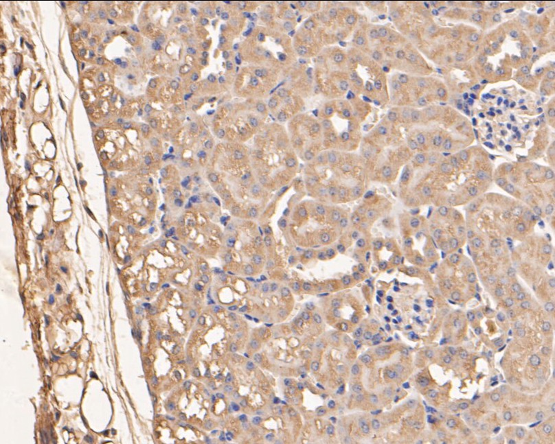 Immunohistochemical analysis of paraffin-embedded mouse kidney tissue using anti-SERPINC1 antibody. The section was pre-treated using heat mediated antigen retrieval with Tris-EDTA buffer (pH 8.0-8.4) for 20 minutes.The tissues were blocked in 5% BSA for 30 minutes at room temperature, washed with ddH2O and PBS, and then probed with the primary antibody (EM1901-11, 1/50) for 30 minutes at room temperature. The detection was performed using an HRP conjugated compact polymer system. DAB was used as the chromogen. Tissues were counterstained with hematoxylin and mounted with DPX.