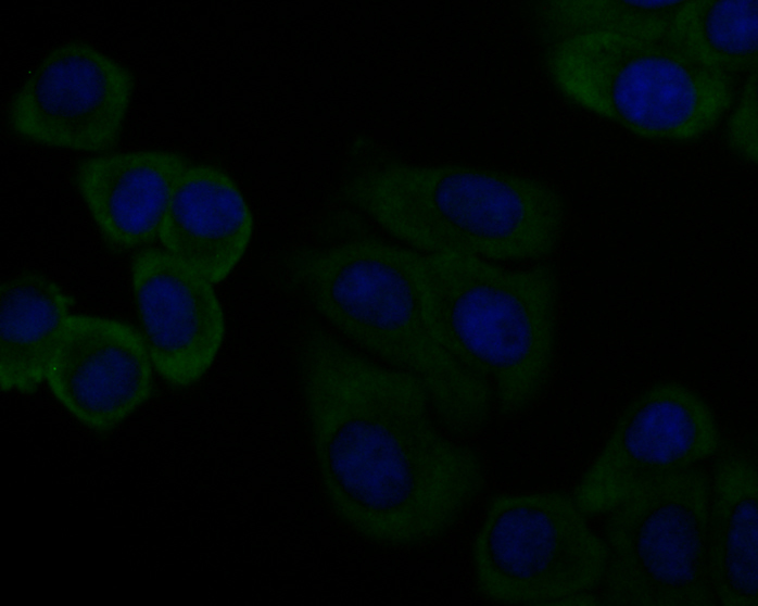 ICC staining of C7 in HepG2 cells (green). Formalin fixed cells were permeabilized with 0.1% Triton X-100 in TBS for 10 minutes at room temperature and blocked with 1% Blocker BSA for 15 minutes at room temperature. Cells were probed with the primary antibody (EM1901-14, 1/100) for 1 hour at room temperature, washed with PBS. Alexa Fluor®488 Goat anti-Mouse IgG was used as the secondary antibody at 1/1,000 dilution. The nuclear counter stain is DAPI (blue).