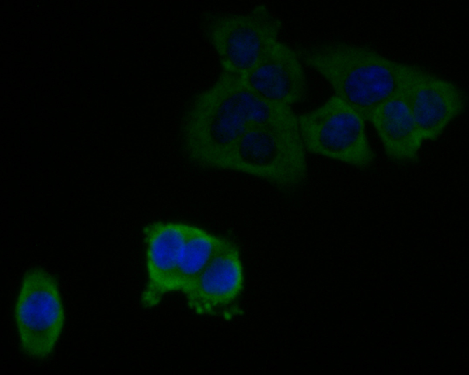 ICC staining of C7 in HCT116 cells (green). Formalin fixed cells were permeabilized with 0.1% Triton X-100 in TBS for 10 minutes at room temperature and blocked with 1% Blocker BSA for 15 minutes at room temperature. Cells were probed with the primary antibody (EM1901-14, 1/50) for 1 hour at room temperature, washed with PBS. Alexa Fluor®488 Goat anti-Mouse IgG was used as the secondary antibody at 1/1,000 dilution. The nuclear counter stain is DAPI (blue).