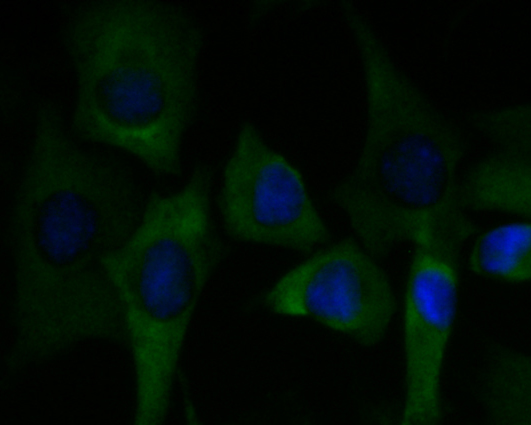 ICC staining of C7 in SHG-44 cells (green). Formalin fixed cells were permeabilized with 0.1% Triton X-100 in TBS for 10 minutes at room temperature and blocked with 1% Blocker BSA for 15 minutes at room temperature. Cells were probed with the primary antibody (EM1901-14, 1/50) for 1 hour at room temperature, washed with PBS. Alexa Fluor®488 Goat anti-Mouse IgG was used as the secondary antibody at 1/1,000 dilution. The nuclear counter stain is DAPI (blue).