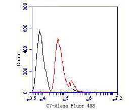 Flow cytometric analysis of C7 was done on HCT116 cells. The cells were fixed, permeabilized and stained with the primary antibody (EM1901-14, 1/50) (red). After incubation of the primary antibody at room temperature for an hour, the cells were stained with a Alexa Fluor 488-conjugated Goat anti-Mouse IgG Secondary antibody at 1/1000 dilution for 30 minutes.Unlabelled sample was used as a control (cells without incubation with primary antibody; black).