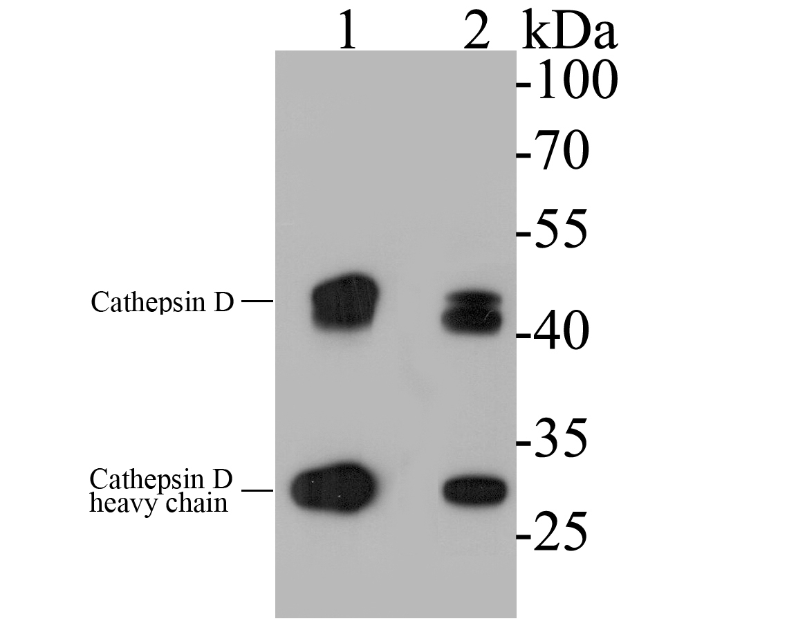 Western blot analysis of Cathepsin D on different lysates. Proteins were transferred to a PVDF membrane and blocked with 5% BSA in PBS for 1 hour at room temperature. The primary antibody (EM1901-15, 1/500) was used in 5% BSA at room temperature for 2 hours. Goat Anti-Mouse IgG - HRP Secondary Antibody (HA1006) at 1:5,000 dilution was used for 1 hour at room temperature.<br />
Positive control: <br />
Lane 1: MCF-7 cell lysate<br />
Lane 2: U937 cell lysate