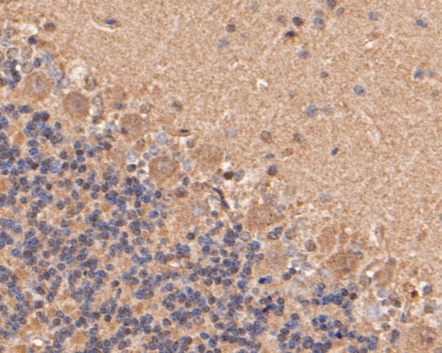 Immunohistochemical analysis of paraffin-embedded rat cerebellum tissue using anti-Cathepsin D antibody. The section was pre-treated using heat mediated antigen retrieval with Tris-EDTA buffer (pH 8.0-8.4) for 20 minutes.The tissues were blocked in 5% BSA for 30 minutes at room temperature, washed with ddH2O and PBS, and then probed with the primary antibody (EM1901-15, 1/50) for 30 minutes at room temperature. The detection was performed using an HRP conjugated compact polymer system. DAB was used as the chromogen. Tissues were counterstained with hematoxylin and mounted with DPX.