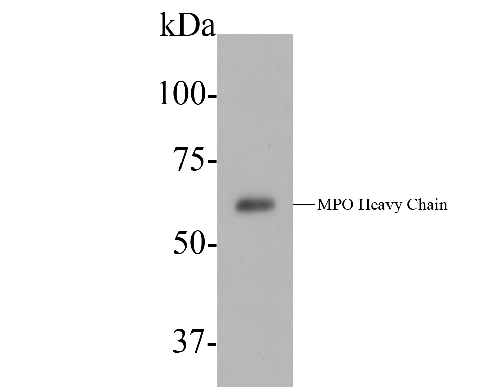 Western blot analysis of Myeloperoxidase on HL-60 lysate. Proteins were transferred to a PVDF membrane and blocked with 5% BSA in PBS for 1 hour at room temperature. The primary antibody (EM1901-20, 1/500) was used in 5% BSA at room temperature for 2 hours. Goat Anti-Mouse IgG - HRP Secondary Antibody (HA1006) at 1:5,000 dilution was used for 1 hour at room temperature.