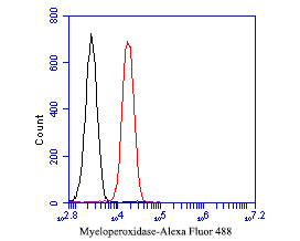 Flow cytometric analysis of Myeloperoxidase was done on HL-60 cells. The cells were fixed, permeabilized and stained with the primary antibody (EM1901-20, 1/50) (red). After incubation of the primary antibody at room temperature for an hour, the cells were stained with a Alexa Fluor 488-conjugated Goat anti-Mouse IgG Secondary antibody at 1/1000 dilution for 30 minutes.Unlabelled sample was used as a control (cells without incubation with primary antibody; black).