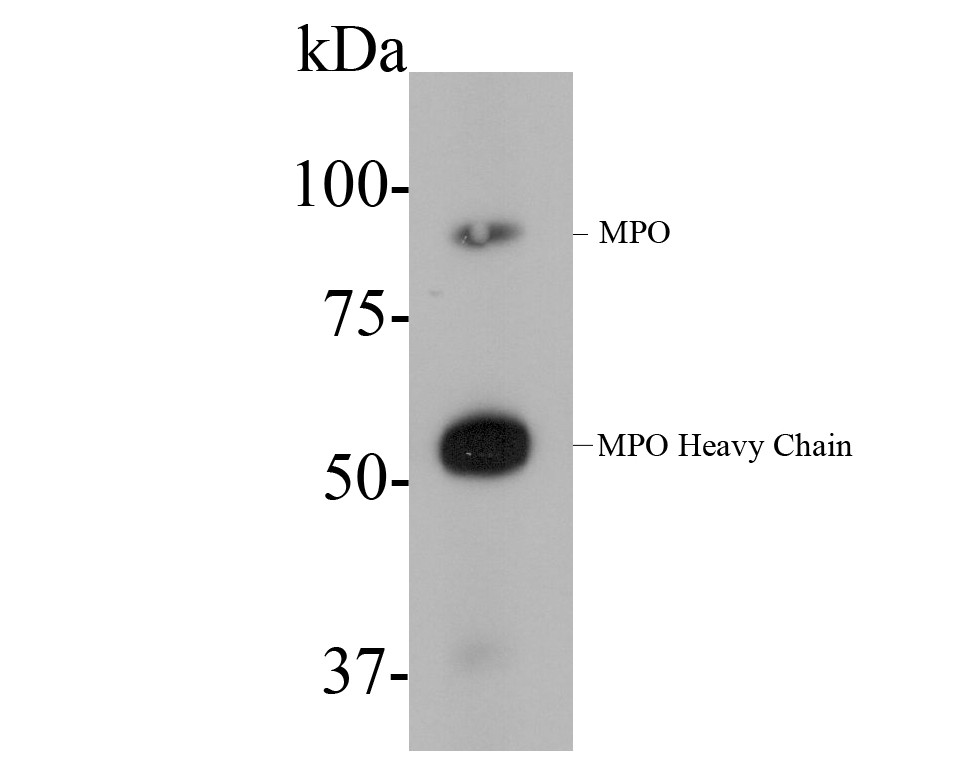 Western blot analysis of Myeloperoxidase on HL-60 cell lysate. Proteins were transferred to a PVDF membrane and blocked with 5% BSA in PBS for 1 hour at room temperature. The primary antibody (EM1901-21, 1/500) was used in 5% BSA at room temperature for 2 hours. Goat Anti-Mouse IgG - HRP Secondary Antibody (HA1006) at 1:5,000 dilution was used for 1 hour at room temperature.