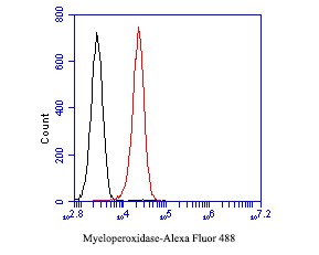 Flow cytometric analysis of Myeloperoxidase was done on HL-60 cells. The cells were fixed, permeabilized and stained with the primary antibody (EM1901-21, 1/50) (red). After incubation of the primary antibody at room temperature for an hour, the cells were stained with a Alexa Fluor 488-conjugated Goat anti-Mouse IgG Secondary antibody at 1/1,000 dilution for 30 minutes.Unlabelled sample was used as a control (cells without incubation with primary antibody; black).