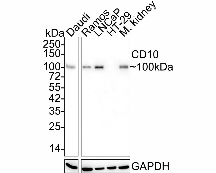 Western blot analysis of CD10 on Daudi cell lysate. Proteins were transferred to a PVDF membrane and blocked with 5% BSA in PBS for 1 hour at room temperature. The primary antibody (EM1901-24, 1/500) was used in 5% BSA at room temperature for 2 hours. Goat Anti-Mouse IgG - HRP Secondary Antibody (HA1006) at 1:5,000 dilution was used for 1 hour at room temperature.