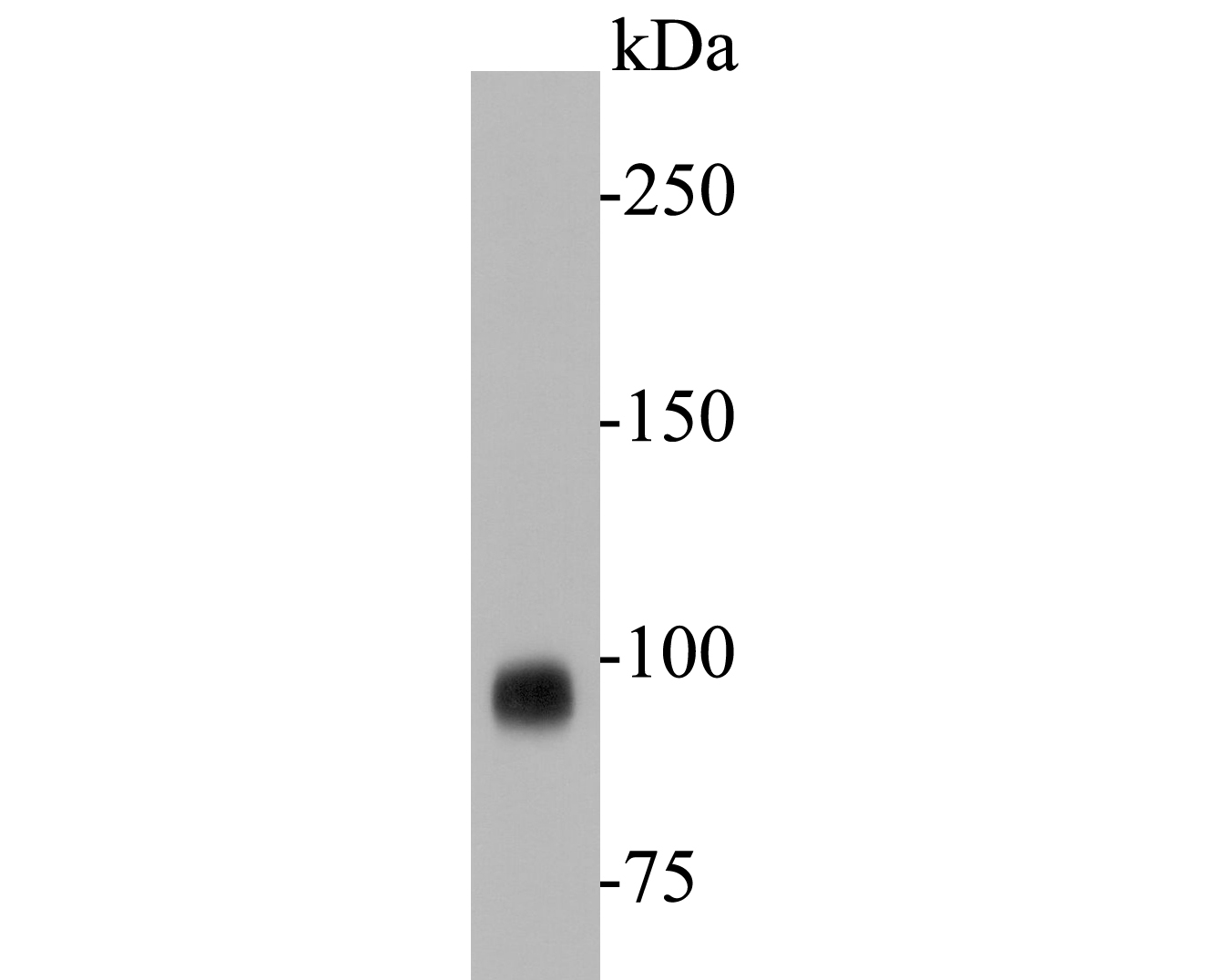 Western blot analysis of CD10 on Daudi cell lysate. Proteins were transferred to a PVDF membrane and blocked with 5% BSA in PBS for 1 hour at room temperature. The primary antibody (EM1901-25, 1/500) was used in 5% BSA at room temperature for 2 hours. Goat Anti-Mouse IgG - HRP Secondary Antibody (HA1006) at 1:5,000 dilution was used for 1 hour at room temperature.