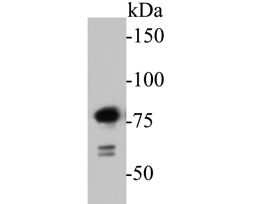 Western blot analysis of SPATA5L1 on K562 cell lysates. Proteins were transferred to a PVDF membrane and blocked with 5% BSA in PBS for 1 hour at room temperature. The primary antibody (EM1901-36, 1/500) was used in 5% BSA at room temperature for 2 hours. Goat Anti-Mouse IgG - HRP Secondary Antibody (HA1006) at 1:5,000 dilution was used for 1 hour at room temperature.