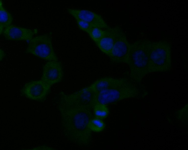 ICC staining of SPATA5L1 in HCT116 cells (green). Formalin fixed cells were permeabilized with 0.1% Triton X-100 in TBS for 10 minutes at room temperature and blocked with 1% Blocker BSA for 15 minutes at room temperature. Cells were probed with the primary antibody (EM1901-36, 1/50) for 1 hour at room temperature, washed with PBS. Alexa Fluor®488 Goat anti-Mouse IgG was used as the secondary antibody at 1/1,000 dilution. The nuclear counter stain is DAPI (blue).
