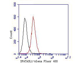 Flow cytometric analysis of SPATA5L1 was done on JAR cells. The cells were fixed, permeabilized and stained with the primary antibody (EM1901-36, 1/50) (red). After incubation of the primary antibody at room temperature for an hour, the cells were stained with a Alexa Fluor 488-conjugated Goat anti-Mouse IgG Secondary antibody at 1/1,000 dilution for 30 minutes.Unlabelled sample was used as a control (cells without incubation with primary antibody; black).
