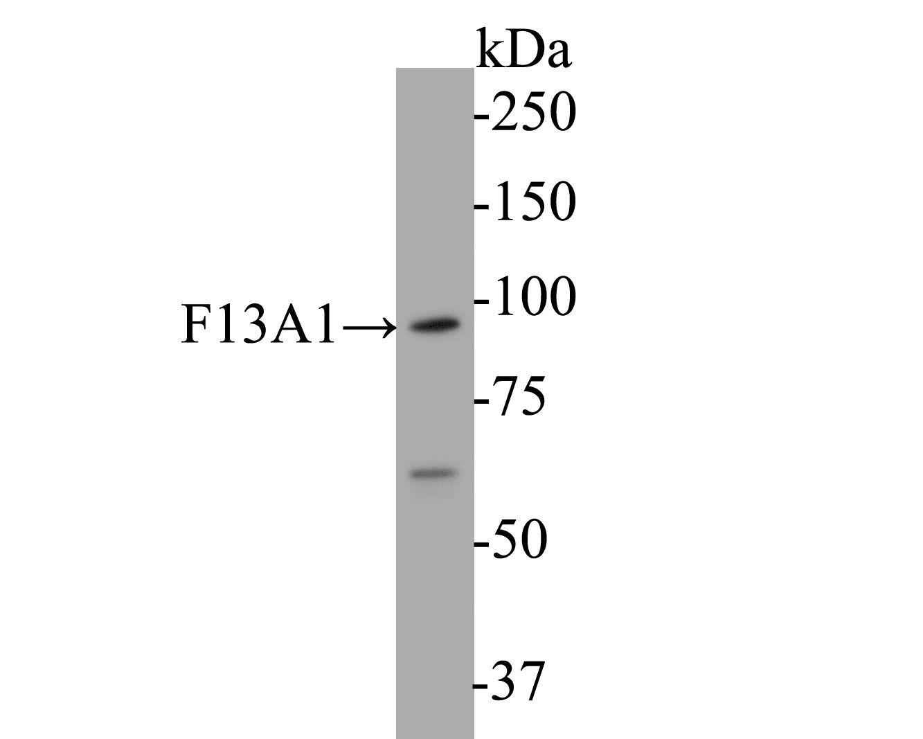 Western blot analysis of F13A1 on human placenta tissue  lysates. Proteins were transferred to a PVDF membrane and blocked with 5% BSA in PBS for 1 hour at room temperature. The primary antibody (EM1901-38, 1/500) was used in 5% BSA at room temperature for 2 hours. Goat Anti-Mouse IgG - HRP Secondary Antibody (HA1006) at 1:5,000 dilution was used for 1 hour at room temperature.