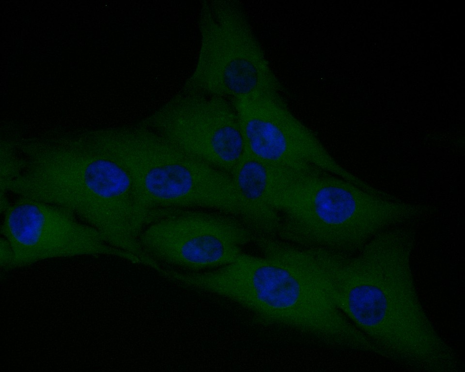ICC staining of F13A1 in MG-63 cells (green). Formalin fixed cells were permeabilized with 0.1% Triton X-100 in TBS for 10 minutes at room temperature and blocked with 1% Blocker BSA for 15 minutes at room temperature. Cells were probed with the primary antibody (EM1901-39, 1/50) for 1 hour at room temperature, washed with PBS. Alexa Fluor®488 Goat anti-Mouse IgG was used as the secondary antibody at 1/1,000 dilution. The nuclear counter stain is DAPI (blue).