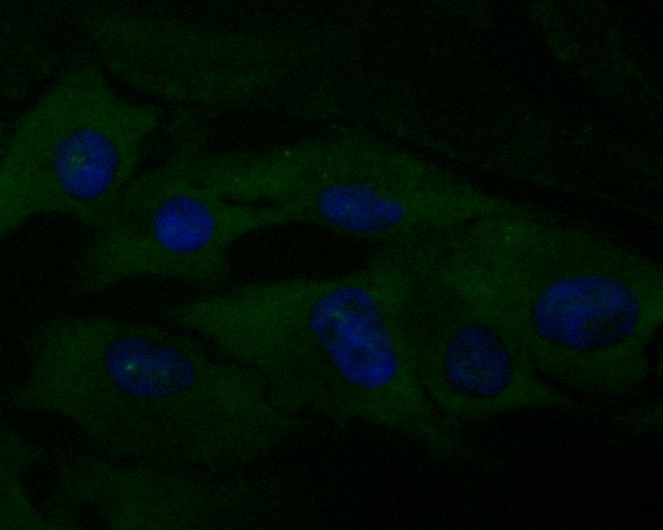 ICC staining of CD40 in MG-63 cells (green). Formalin fixed cells were permeabilized with 0.1% Triton X-100 in TBS for 10 minutes at room temperature and blocked with 1% Blocker BSA for 15 minutes at room temperature. Cells were probed with the primary antibody (EM1901-40, 1/50) for 1 hour at room temperature, washed with PBS. Alexa Fluor®488 Goat anti-Mouse IgG was used as the secondary antibody at 1/1,000 dilution. The nuclear counter stain is DAPI (blue).