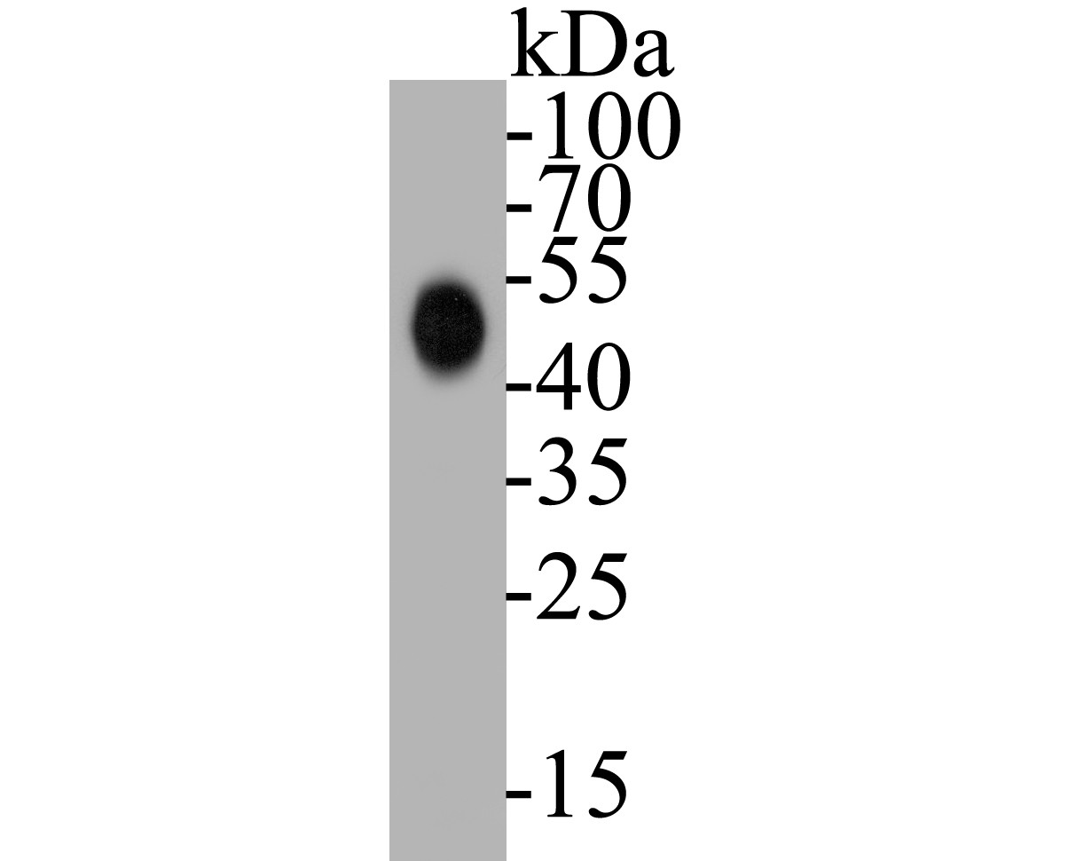 Western blot analysis of CD40 on Daudi cell lysates. Proteins were transferred to a PVDF membrane and blocked with 5% BSA in PBS for 1 hour at room temperature. The primary antibody (EM1901-41, 1/500) was used in 5% BSA at room temperature for 2 hours. Goat Anti-Mouse IgG - HRP Secondary Antibody (HA1006) at 1:5,000 dilution was used for 1 hour at room temperature.