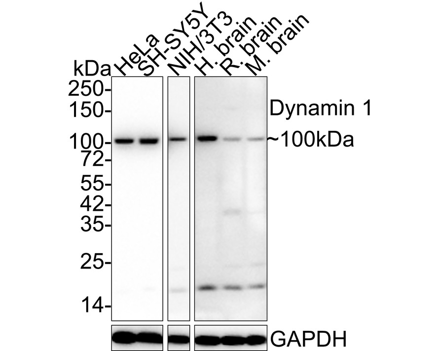 Western blot analysis of Dynamin 1 on different lysates with Mouse anti-Dynamin 1 antibody (EM1901-42) at 1/500 dilution.<br />
<br />
Lane 1: Mouse brain tissue lysate<br />
Lane 2: Rat brain tissue lysate<br />
Lane 3: Human brain tissue lysate<br />
<br />
Lysates/proteins at 20 µg/Lane.<br />
<br />
Predicted band size: 97 kDa<br />
Observed band size: 97 kDa<br />
<br />
Exposure time: 30 seconds;<br />
<br />
8% SDS-PAGE gel.<br />
<br />
Proteins were transferred to a PVDF membrane and blocked with 5% NFDM/TBST for 1 hour at room temperature. The primary antibody (EM1901-42) at 1/500 dilution was used in 5% NFDM/TBST at room temperature for 2 hours. Goat Anti-Mouse IgG - HRP Secondary Antibody (HA1006) at 1:150,000 dilution was used for 1 hour at room temperature.