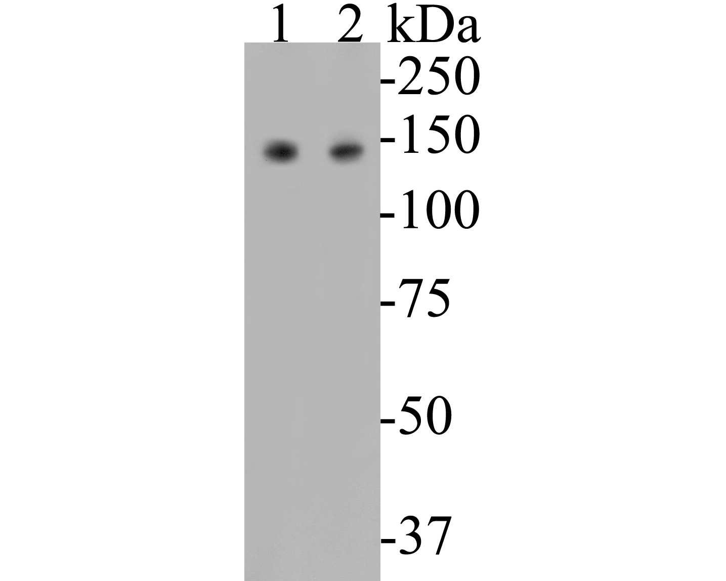Western blot analysis of USP28 on different lysates. Proteins were transferred to a PVDF membrane and blocked with 5% BSA in PBS for 1 hour at room temperature. The primary antibody (EM1901-47, 1/500) was used in 5% BSA at room temperature for 2 hours. Goat Anti-Mouse IgG - HRP Secondary Antibody (HA1006) at 1:5,000 dilution was used for 1 hour at room temperature. Positive control: <br />
Lane 1: K562 cell lysate <br />
Lane 2: A549 cell lysate