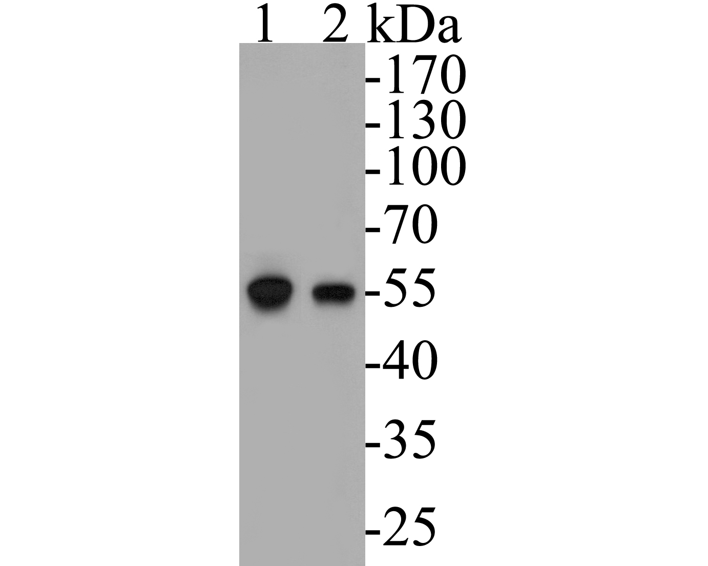 Western blot analysis of DFNA5/GSDME on different lysates. Proteins were transferred to a PVDF membrane and blocked with 5% BSA in PBS for 1 hour at room temperature. The primary antibody (EM1901-49, 1/500) was used in 5% BSA at room temperature for 2 hours. Goat Anti-Mouse IgG - HRP Secondary Antibody (HA1006) at 1:5,000 dilution was used for 1 hour at room temperature.<br />
Positive control: <br />
Lane 1: Hela cell lysate<br />
Lane 2: HepG2 cell lysate