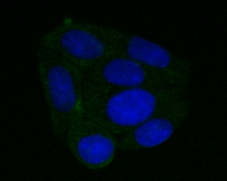 ICC staining of DFNA5/GSDME in SiHa cells (green). Formalin fixed cells were permeabilized with 0.1% Triton X-100 in TBS for 10 minutes at room temperature and blocked with 1% Blocker BSA for 15 minutes at room temperature. Cells were probed with the primary antibody (EM1901-49, 1/50) for 1 hour at room temperature, washed with PBS. Alexa Fluor®488 Goat anti-Mouse IgG was used as the secondary antibody at 1/1,000 dilution. The nuclear counter stain is DAPI (blue).