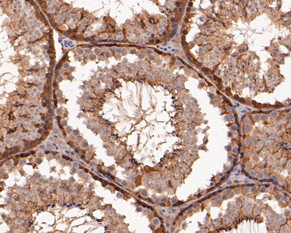 Immunohistochemical analysis of paraffin-embedded mouse testis tissue using anti-ERK2 antibody. The section was pre-treated using heat mediated antigen retrieval with sodium citrate buffer (pH 6.0) for 20 minutes. The tissues were blocked in 5% BSA for 30 minutes at room temperature, washed with ddH2O and PBS, and then probed with the primary antibody (EM1901-53, 1/100)  for 30 minutes at room temperature. The detection was performed using an HRP conjugated compact polymer system. DAB was used as the chromogen. Tissues were counterstained with hematoxylin and mounted with DPX.