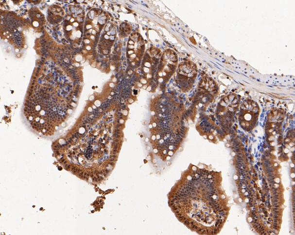 Immunohistochemical analysis of paraffin-embedded mouse colon tissue using anti-ERK2 antibody. The section was pre-treated using heat mediated antigen retrieval with sodium citrate buffer (pH 6.0) for 20 minutes. The tissues were blocked in 5% BSA for 30 minutes at room temperature, washed with ddH2O and PBS, and then probed with the primary antibody (EM1901-54, 1/100)  for 30 minutes at room temperature. The detection was performed using an HRP conjugated compact polymer system. DAB was used as the chromogen. Tissues were counterstained with hematoxylin and mounted with DPX.