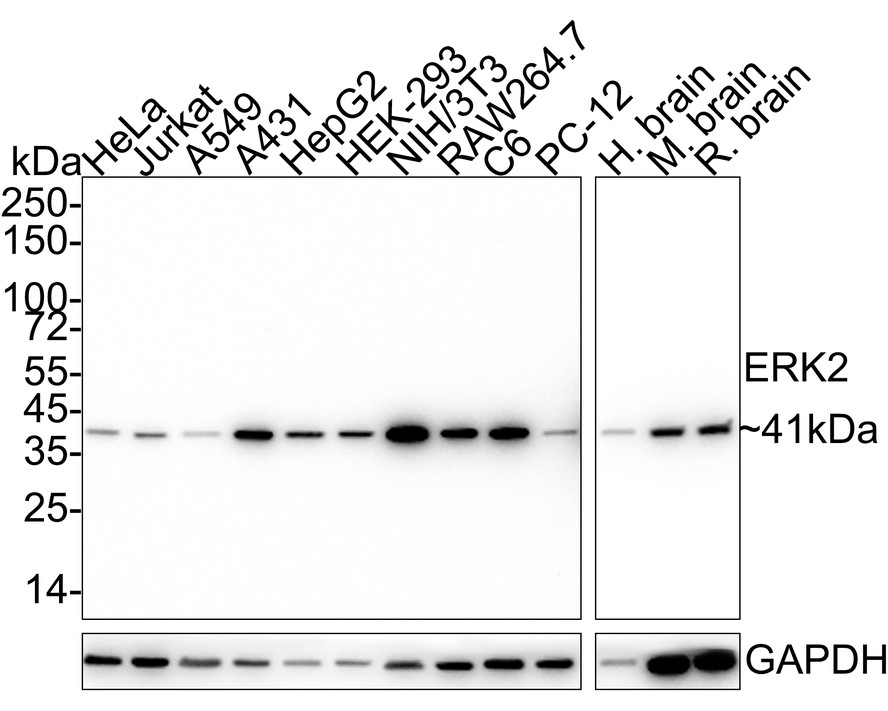 Western blot analysis of ERK2 on Hela cell lysates. Proteins were transferred to a PVDF membrane and blocked with 5% BSA in PBS for 1 hour at room temperature. The primary antibody (EM1901-55, 1/500) was used in 5% BSA at room temperature for 2 hours. Goat Anti-Mouse IgG - HRP Secondary Antibody (HA1006) at 1:5,000 dilution was used for 1 hour at room temperature.