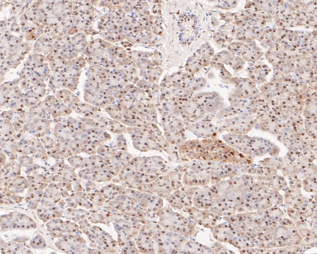 Immunohistochemical analysis of paraffin-embedded human pancreas tissue using anti-GAPDH antibody. The section was pre-treated using heat mediated antigen retrieval with sodium citrate buffer (pH 6.0) for 20 minutes. The tissues were blocked in 5% BSA for 30 minutes at room temperature, washed with ddH2O and PBS, and then probed with the primary antibody (EM1901-57, 1/50)  for 30 minutes at room temperature. The detection was performed using an HRP conjugated compact polymer system. DAB was used as the chromogen. Tissues were counterstained with hematoxylin and mounted with DPX.