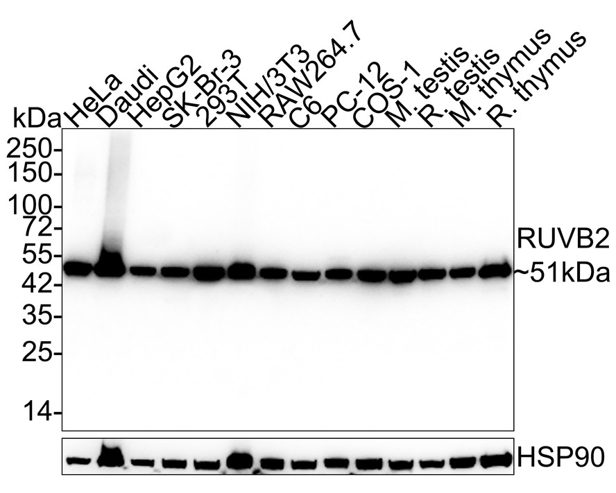 Western blot analysis of RUVB2 on different lysates with Mouse anti-RUVB2 antibody (EM1901-58) at 1/2,000 dilution.<br />
<br />
Lane 1: HeLa cell lysate (20 µg/Lane)<br />
Lane 2: Daudi cell lysate (20 µg/Lane)<br />
Lane 3: HepG2 cell lysate (20 µg/Lane)<br />
Lane 4: SK-Br-3 cell lysate (20 µg/Lane)<br />
Lane 5: 293T cell lysate (20 µg/Lane)<br />
Lane 6: NIH/3T3 cell lysate (20 µg/Lane)<br />
Lane 7: RAW264.7 cell lysate (20 µg/Lane)<br />
Lane 8: C6 cell lysate (20 µg/Lane)<br />
Lane 9: PC-12 cell lysate (20 µg/Lane)<br />
Lane 10: COS-1 cell lysate (20 µg/Lane)<br />
Lane 11: Mouse testis tissue lysate (40 µg/Lane)<br />
Lane 12: Rat testis tissue lysate (40 µg/Lane)<br />
Lane 13: Mouse thymus tissue lysate (40 µg/Lane)<br />
Lane 14: Rat thymus tissue lysate (40 µg/Lane)<br />
<br />
Predicted band size: 51 kDa<br />
Observed band size: 51 kDa<br />
<br />
Exposure time: 24 seconds;<br />
<br />
4-20% SDS-PAGE gel.<br />
<br />
Proteins were transferred to a PVDF membrane and blocked with 5% NFDM/TBST for 1 hour at room temperature. The primary antibody (EM1901-58) at 1/2,000 dilution was used in 5% NFDM/TBST at 4℃ overnight. Goat Anti-Mouse IgG - HRP Secondary Antibody (HA1006) at 1/50,000 dilution was used for 1 hour at room temperature.