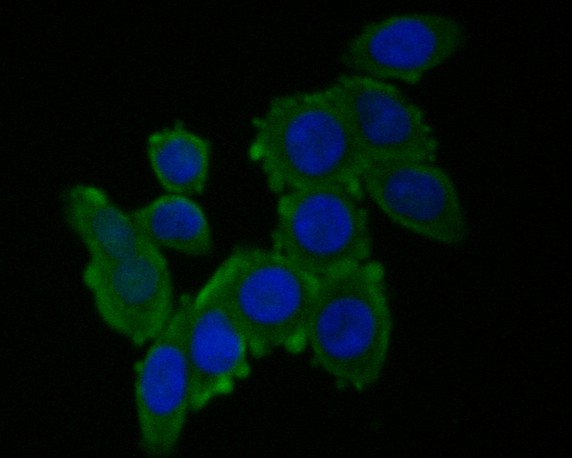 ICC staining of RUVB2 in HT-29 cells (green). Formalin fixed cells were permeabilized with 0.1% Triton X-100 in TBS for 10 minutes at room temperature and blocked with 1% Blocker BSA for 15 minutes at room temperature. Cells were probed with the primary antibody (EM1901-59, 1/50) for 1 hour at room temperature, washed with PBS. Alexa Fluor®488 Goat anti-Mouse IgG was used as the secondary antibody at 1/1,000 dilution. The nuclear counter stain is DAPI (blue).