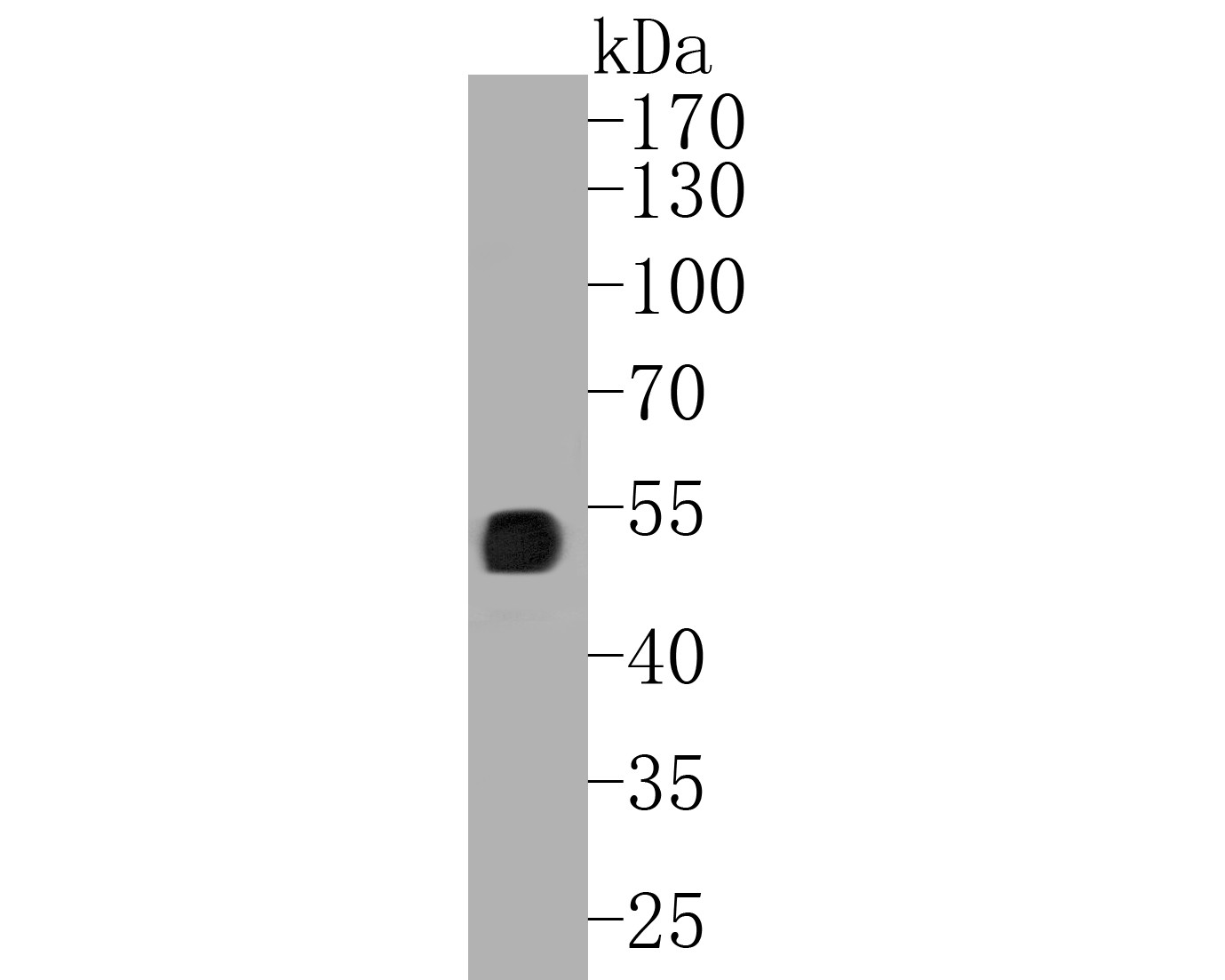 Western blot analysis of UBA3 on 293T cell lysates. Proteins were transferred to a PVDF membrane and blocked with 5% BSA in PBS for 1 hour at room temperature. The primary antibody (EM1901-64, 1/500) was used in 5% BSA at room temperature for 2 hours. Goat Anti-Mouse IgG - HRP Secondary Antibody (HA1006) at 1:5,000 dilution was used for 1 hour at room temperature.