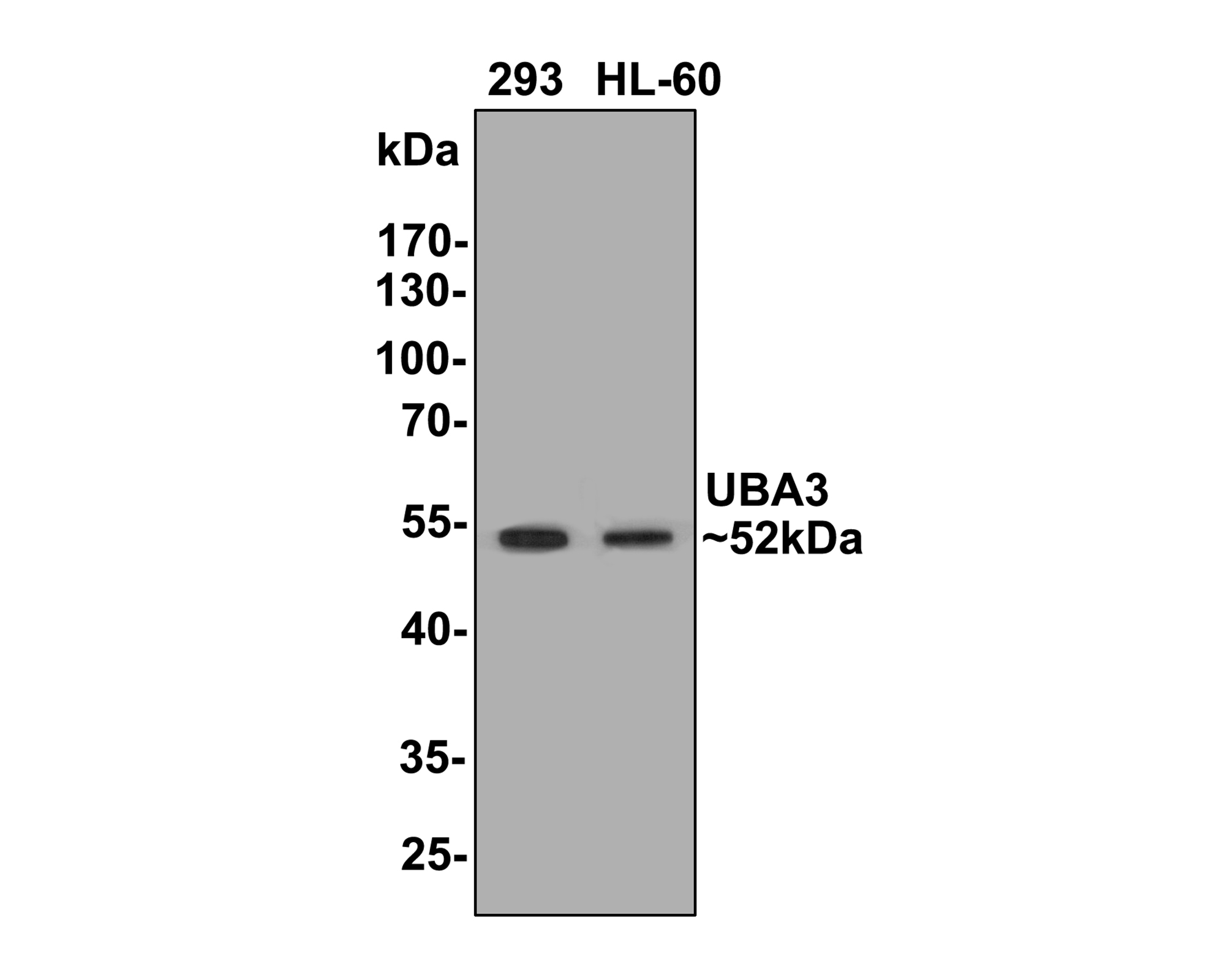 Western blot analysis of UBA3 on different lysates with Mouse anti-UBA3 antibody (EM1901-64) at 1/500 dilution.<br />
<br />
Lane 1: 293 cell lysate<br />
Lane 2: HL-60 cell lysate<br />
<br />
Lysates/proteins at 10 µg/Lane.<br />
<br />
Predicted band size: 52 kDa<br />
Observed band size: 52 kDa<br />
<br />
Exposure time: 2 minutes;<br />
<br />
10% SDS-PAGE gel.<br />
<br />
Proteins were transferred to a PVDF membrane and blocked with 5% NFDM/TBST for 1 hour at room temperature. The primary antibody (EM1901-64) at 1/500 dilution was used in 5% NFDM/TBST at room temperature for 2 hours. Goat Anti-Mouse IgG - HRP Secondary Antibody (HA1006) at 1:150,000 dilution was used for 1 hour at room temperature.