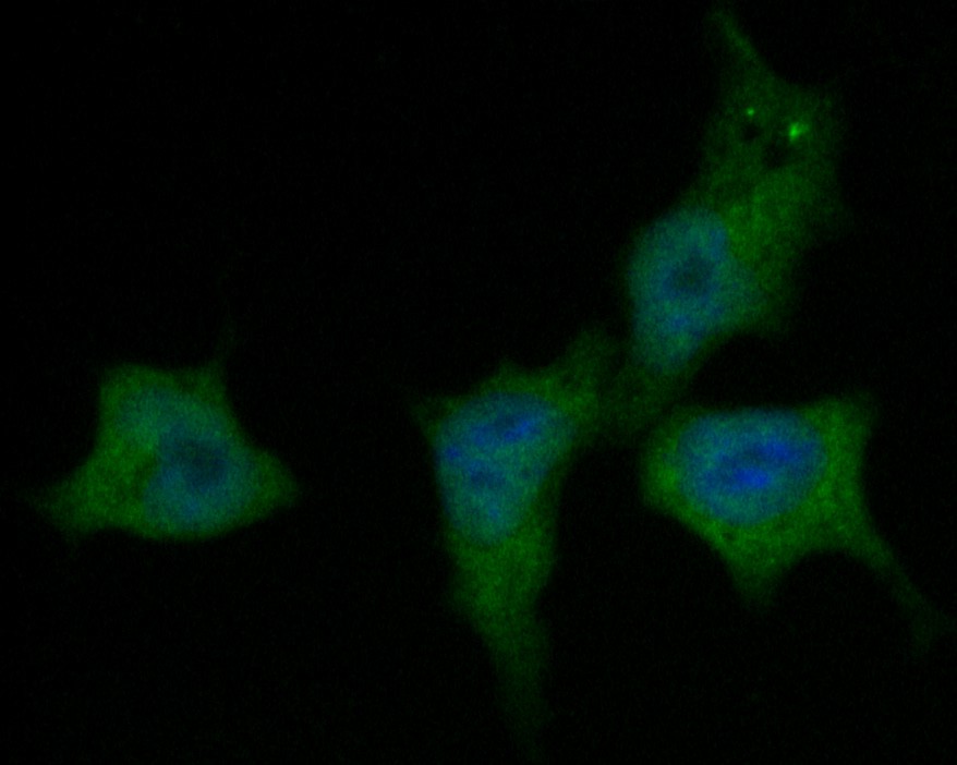 ICC staining of UBA3 in F9 cells (green). Formalin fixed cells were permeabilized with 0.1% Triton X-100 in TBS for 10 minutes at room temperature and blocked with 1% Blocker BSA for 15 minutes at room temperature. Cells were probed with the primary antibody (EM1901-66, 1/50) for 1 hour at room temperature, washed with PBS. Alexa Fluor®488 Goat anti-Mouse IgG was used as the secondary antibody at 1/1,000 dilution. The nuclear counter stain is DAPI (blue).