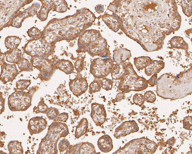 Immunohistochemical analysis of paraffin-embedded human placenta tissue using anti-EGFR antibody. The section was pre-treated using heat mediated antigen retrieval with sodium citrate buffer (pH 6.0) for 20 minutes. The tissues were blocked in 5% BSA for 30 minutes at room temperature, washed with ddH2O and PBS, and then probed with the primary antibody (EM1901-67, 1/50)  for 30 minutes at room temperature. The detection was performed using an HRP conjugated compact polymer system. DAB was used as the chromogen. Tissues were counterstained with hematoxylin and mounted with DPX.