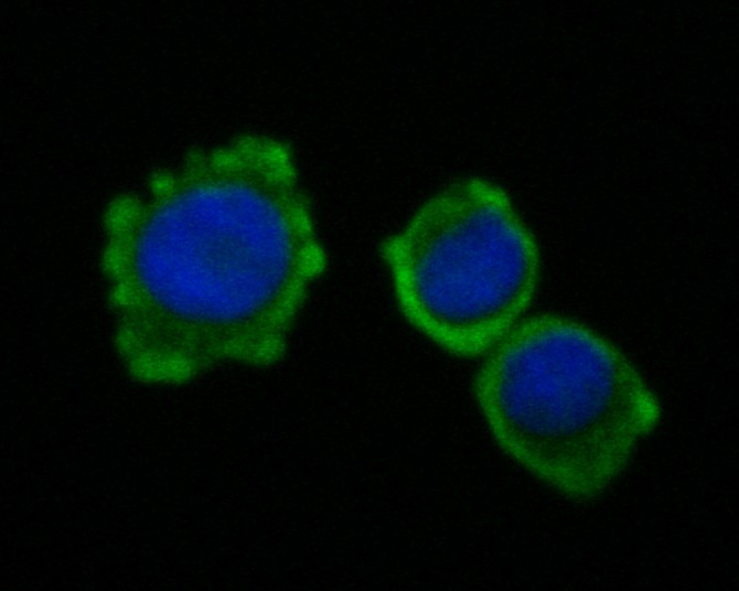 ICC staining of CEACAM6 in HT-29 cells (green). Formalin fixed cells were permeabilized with 0.1% Triton X-100 in TBS for 10 minutes at room temperature and blocked with 1% Blocker BSA for 15 minutes at room temperature. Cells were probed with the primary antibody (EM1901-68, 1/50) for 1 hour at room temperature, washed with PBS. Alexa Fluor®488 Goat anti-Mouse IgG was used as the secondary antibody at 1/1,000 dilution. The nuclear counter stain is DAPI (blue).