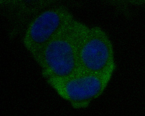 ICC staining of CEACAM6 in MCF-7 cells (green). Formalin fixed cells were permeabilized with 0.1% Triton X-100 in TBS for 10 minutes at room temperature and blocked with 1% Blocker BSA for 15 minutes at room temperature. Cells were probed with the primary antibody (EM1901-68, 1/100) for 1 hour at room temperature, washed with PBS. Alexa Fluor®488 Goat anti-Mouse IgG was used as the secondary antibody at 1/1,000 dilution. The nuclear counter stain is DAPI (blue).