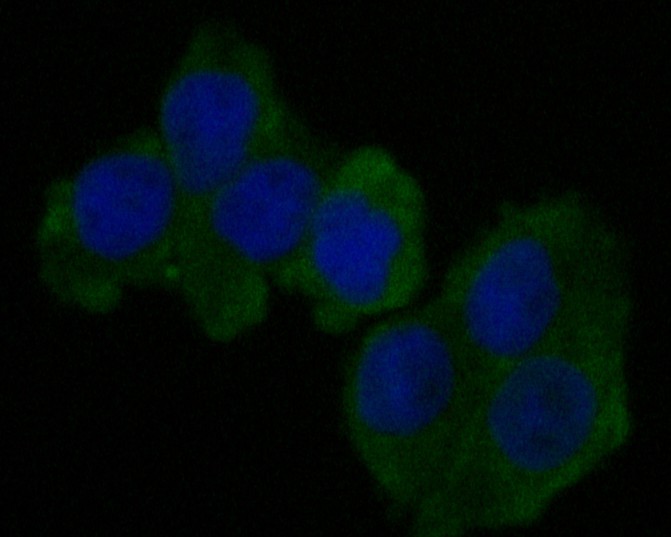 ICC staining of CEACAM6 in HT-29 cells (green). Formalin fixed cells were permeabilized with 0.1% Triton X-100 in TBS for 10 minutes at room temperature and blocked with 1% Blocker BSA for 15 minutes at room temperature. Cells were probed with the primary antibody (EM1901-69, 1/50) for 1 hour at room temperature, washed with PBS. Alexa Fluor®488 Goat anti-Mouse IgG was used as the secondary antibody at 1/1,000 dilution. The nuclear counter stain is DAPI (blue).